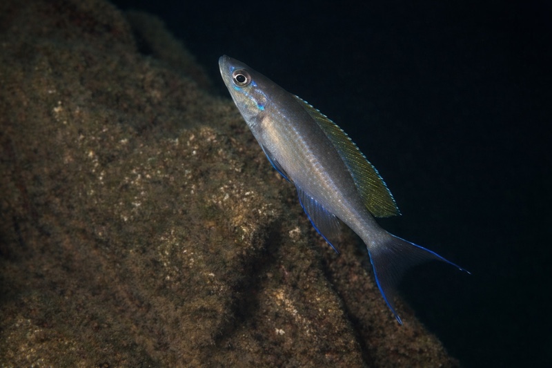 Paracyprichromis brieni 'Bemba'
